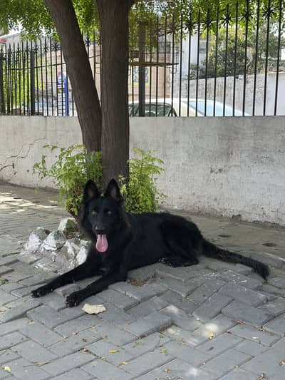 Premium Jet Black Shepherd