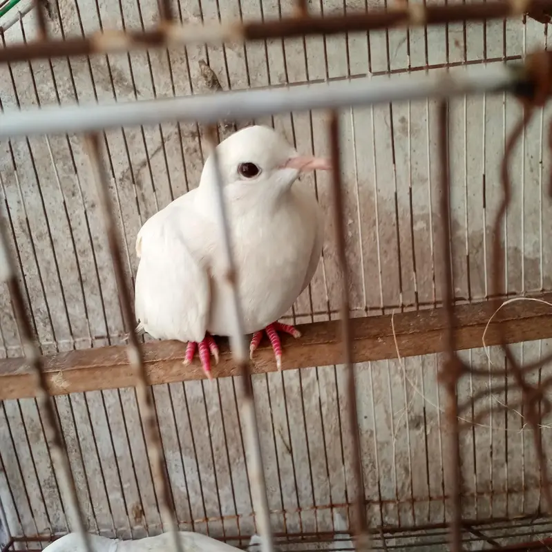 khumray