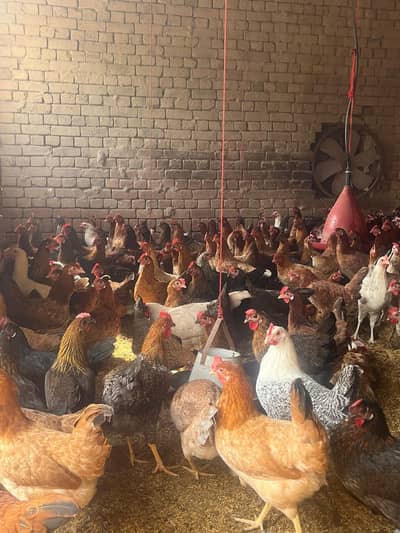 golden misri | Andy wali murghi | Egg laying hens | 5.5 month old hens