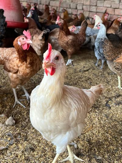 golden misri | Andy wali murghi | Egg laying hens | 5.5 month old hens