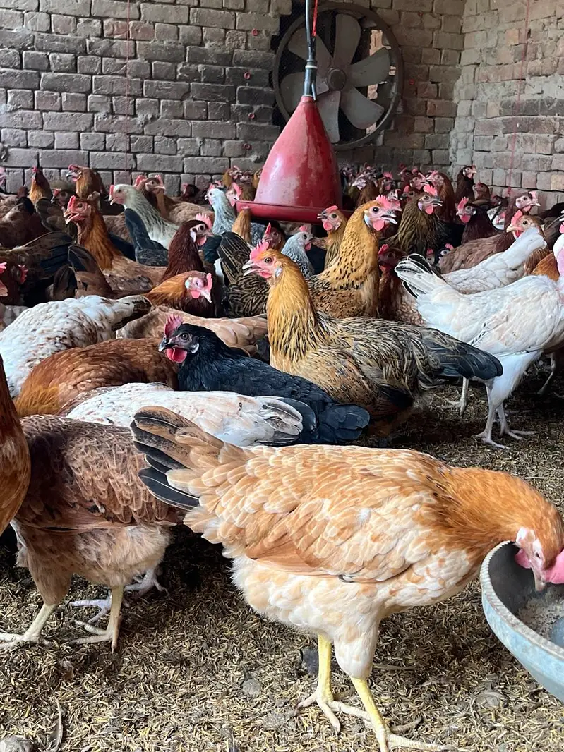 golden misri | Andy wali murghi | Egg laying hens | 5.5 month old hens — photo 5
