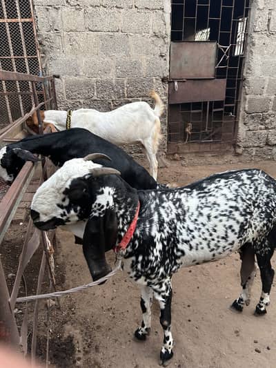 Makhi cheeni bkri for sale