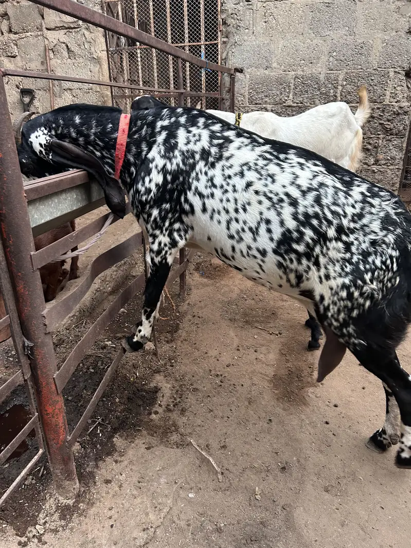 Makhi cheeni bkri for sale — photo 2