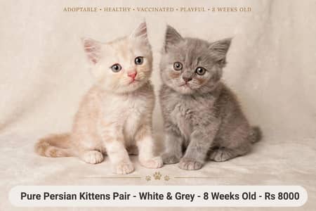 1.  *Pure Persian Kittens Pair - White & Grey - 8 Weeks Old*