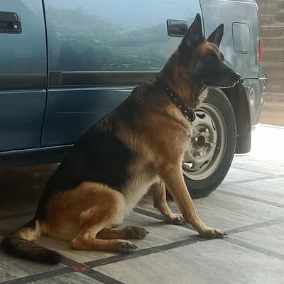 German shephard Female For Sale