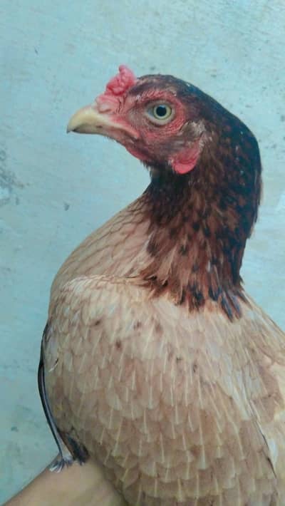 Aseel murgi breader
