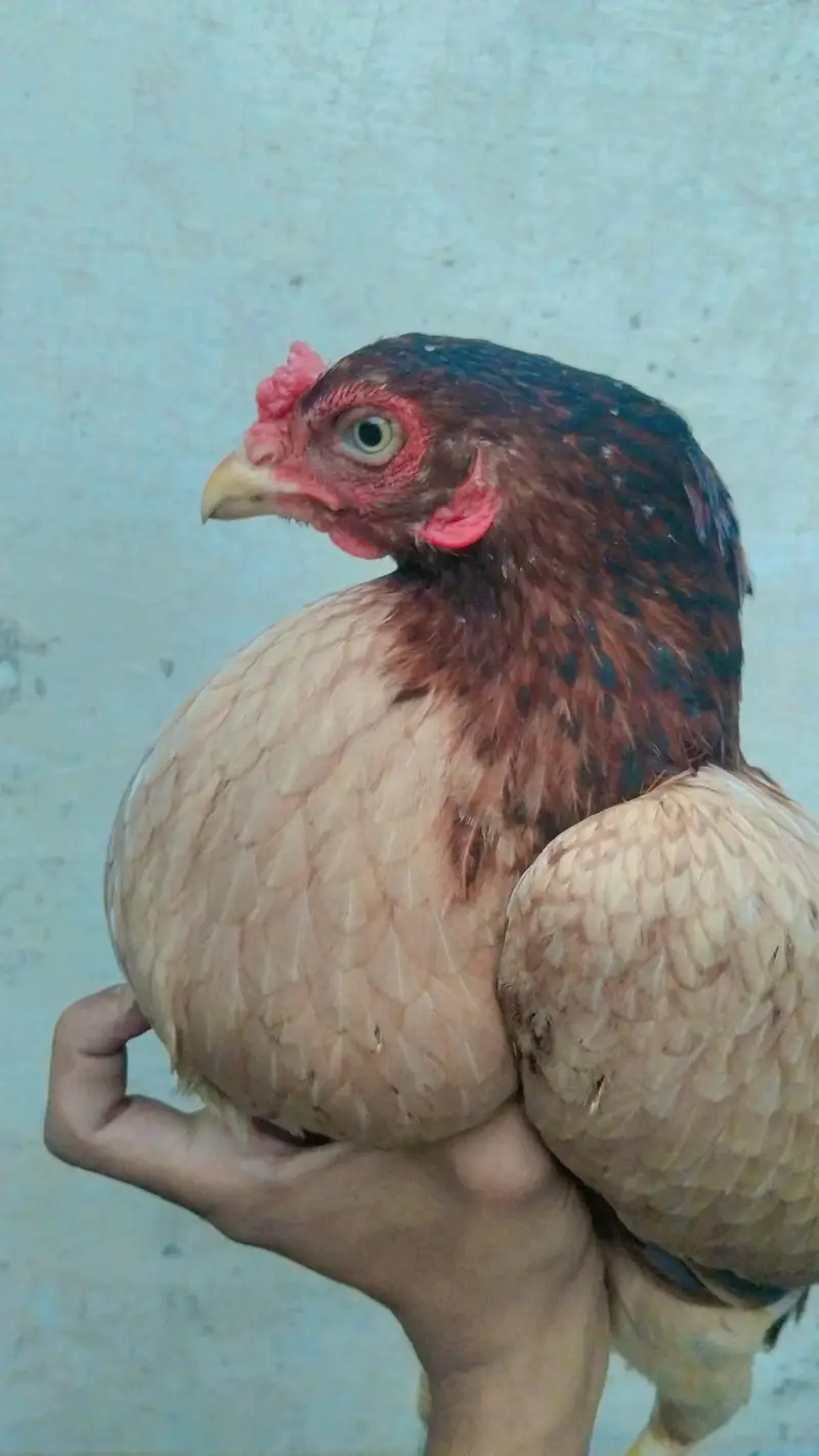 Aseel murgi breader — photo 4