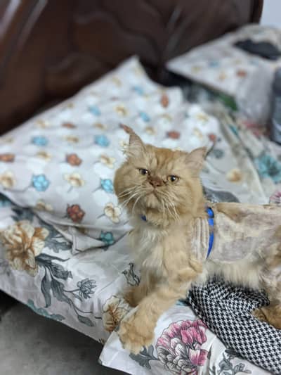 punch face male for sale