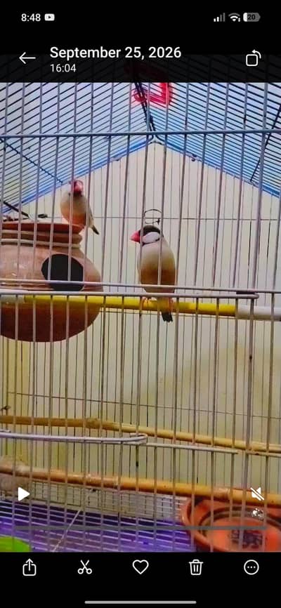 2 breeder pair for sale argent sale Karna han