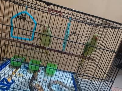 eve and dezy