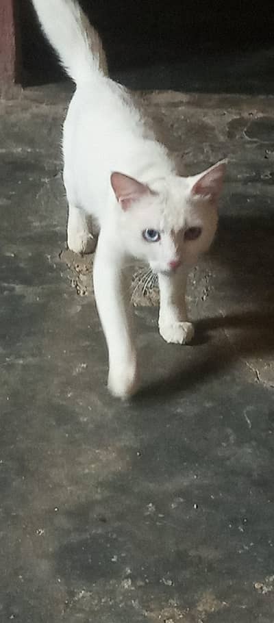 cat beautiful