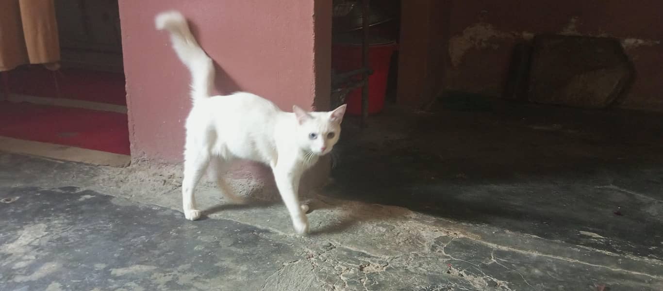 cat beautiful 1