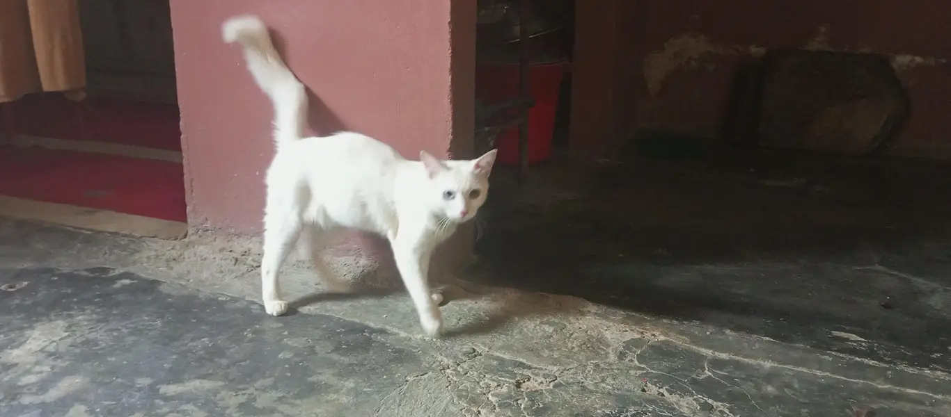 cat beautiful — photo 2