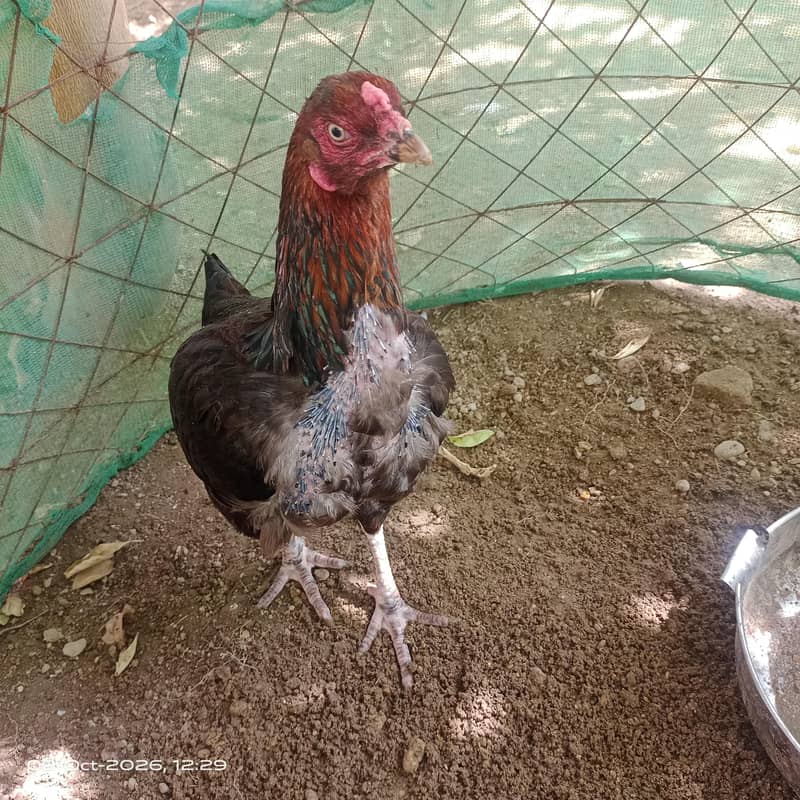 chiken 1