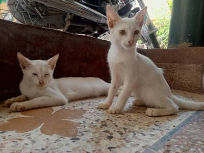 White Cats