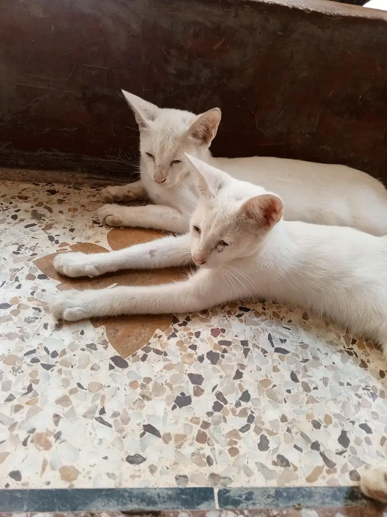White Cats — photo 2