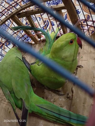 Green parrot