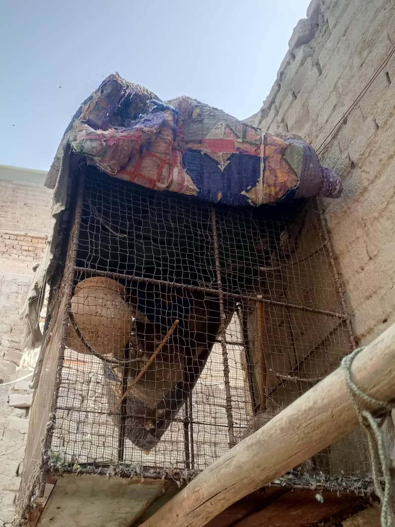 parrots cage 0