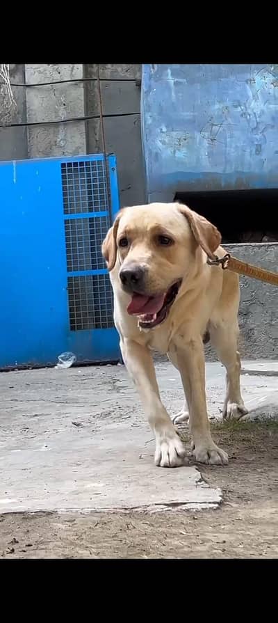 Labrador Male for sale bol traine confirm stud