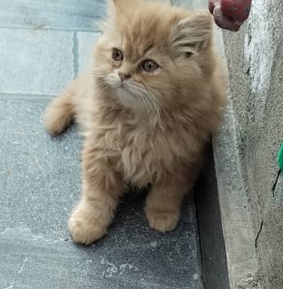 Persian kitten / triple coated persian kitten/ Persian cat