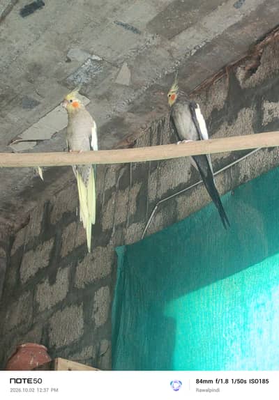 Cocktail Breeder pair with history
