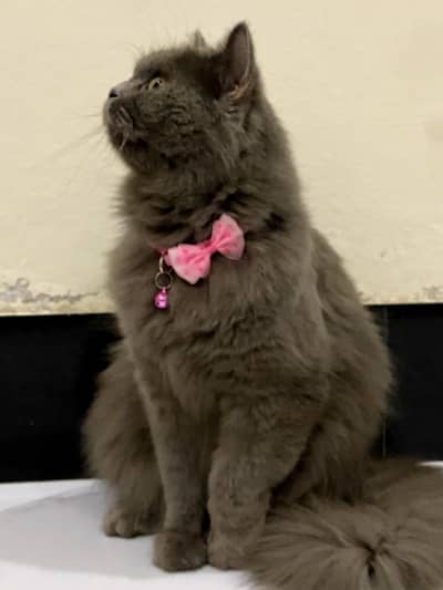 Persian Triple coated