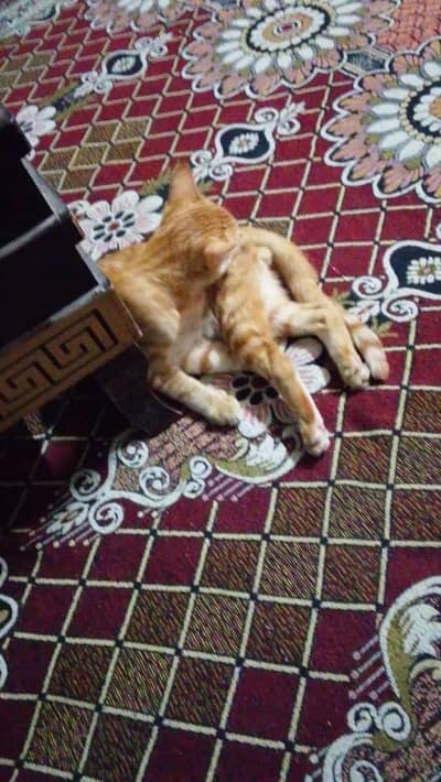 home pet