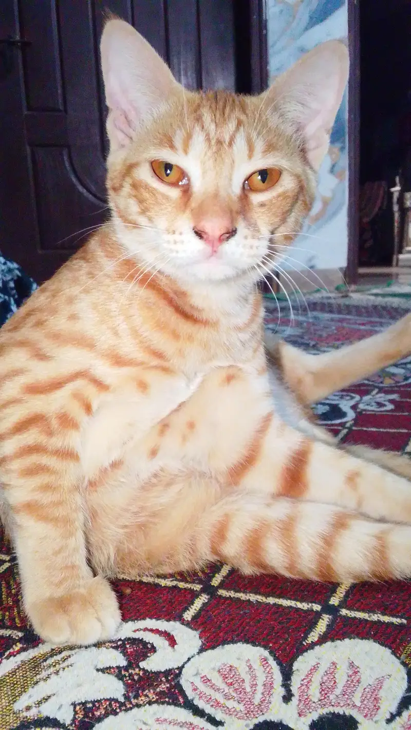 home pet — photo 2
