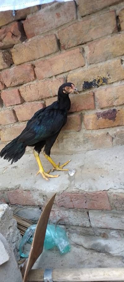 Aseel Phatha For Sale With 2 Golden Misri Hens