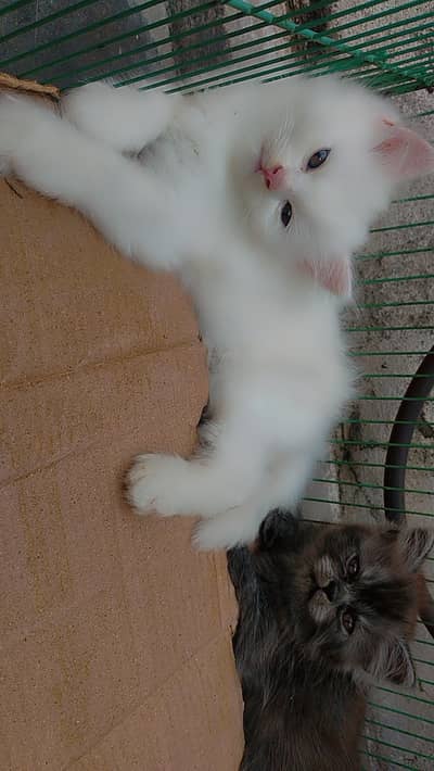 beautiful Persian kitten