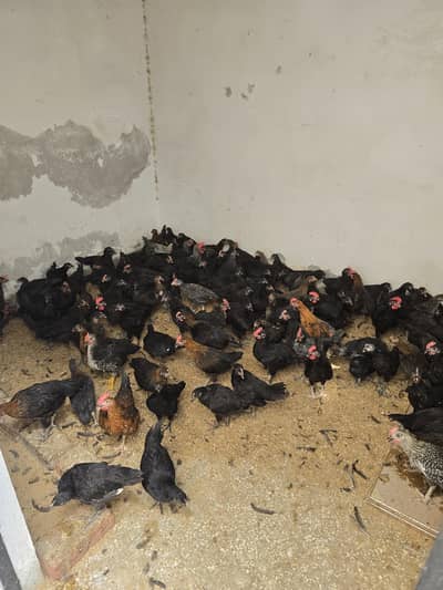 australorp Black and other breed chicks for sale