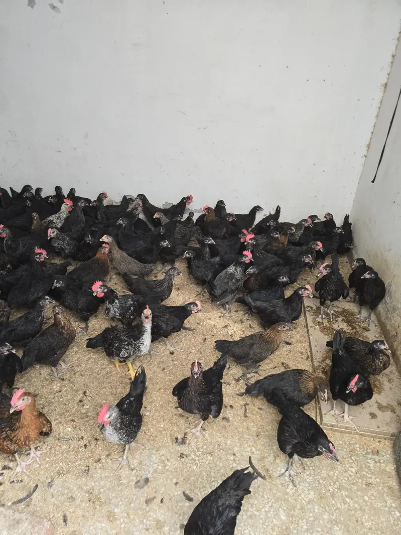 mix breed  chicks for sale — photo 2