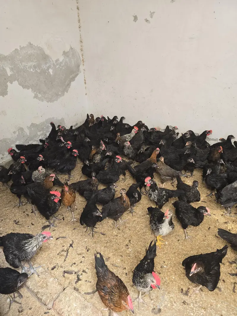 mix breed  chicks for sale — photo 3