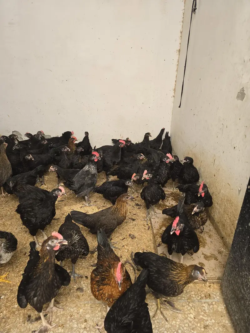 mix breed  chicks for sale — photo 4