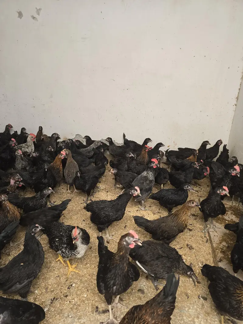 mix breed  chicks for sale — photo 5