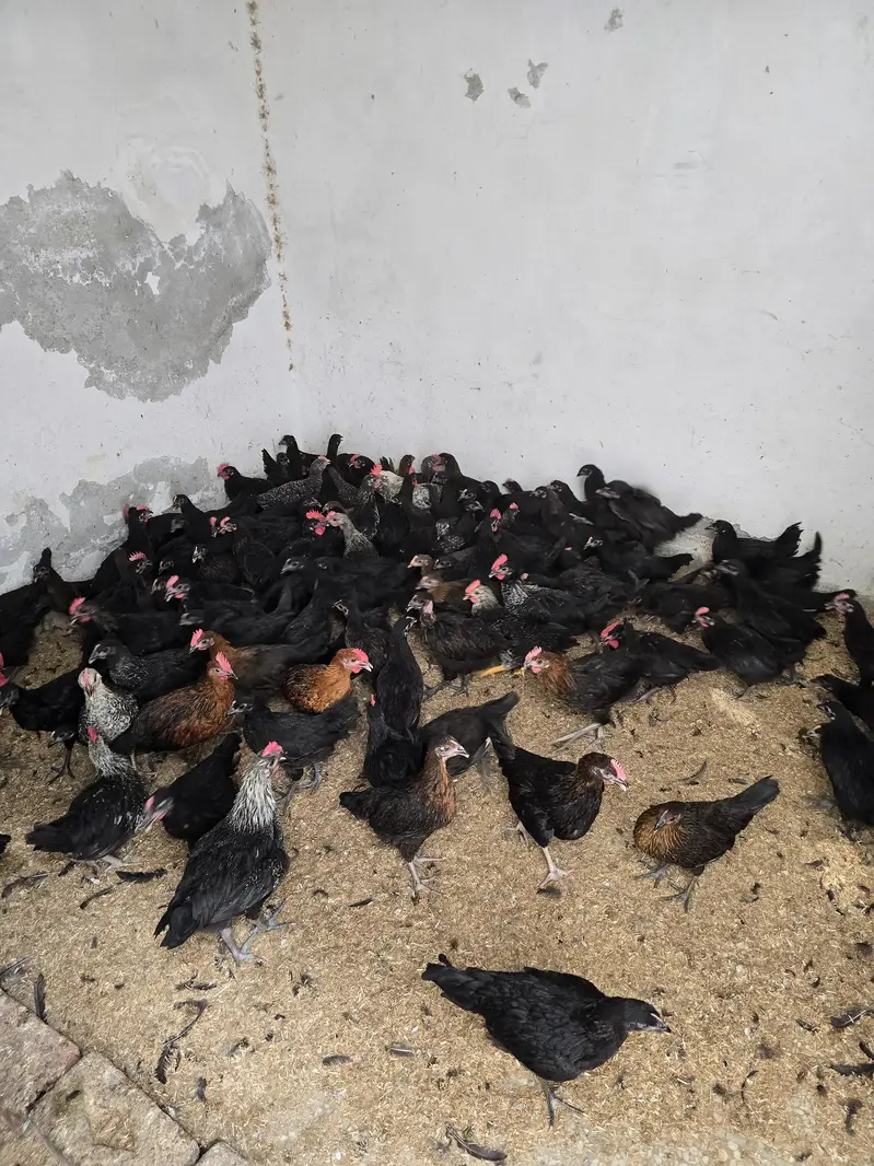 mix breed  chicks for sale — photo 6