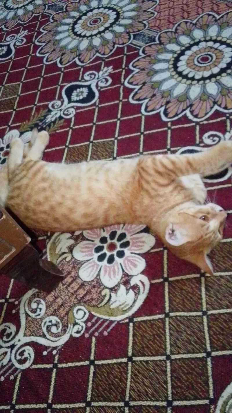 home pet — photo 3
