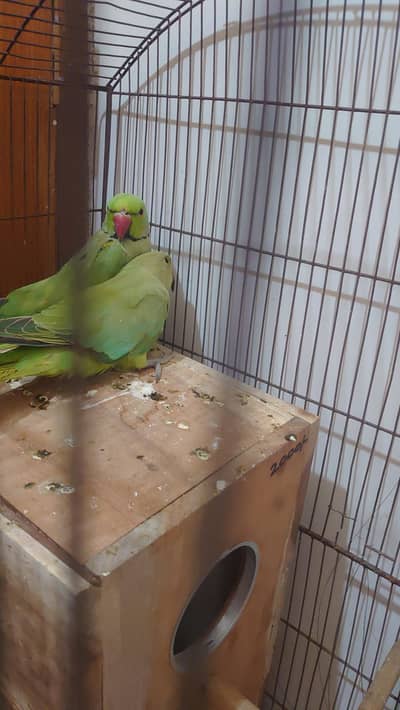 Green ring neck parrot pair
