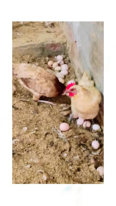 golden misri | eggs laying hens | desi hens | read ad | اشتہار پڑھیں