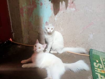 person cats