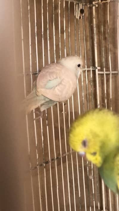 budgie phatta available for sale