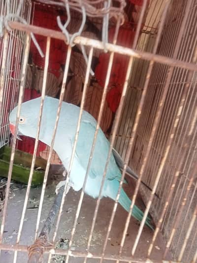 Blue ringcack female sell. full breader hai . king size