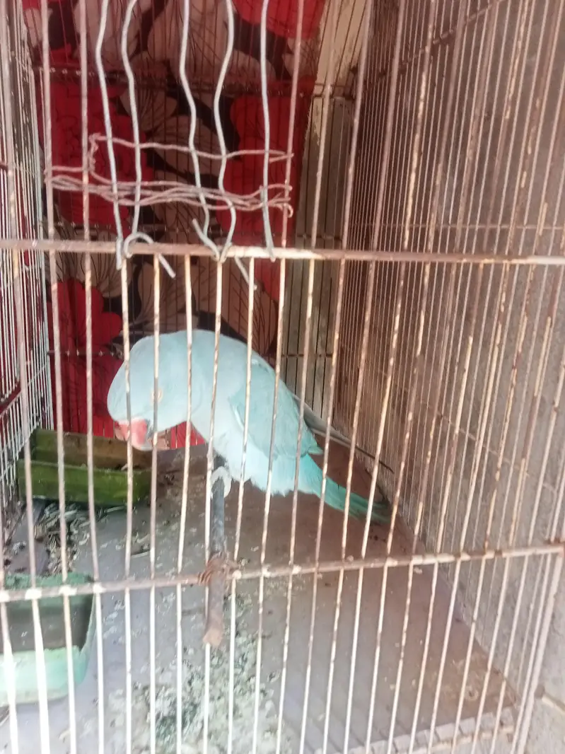 Blue ringcack female sell. full breader hai . king size — photo 2