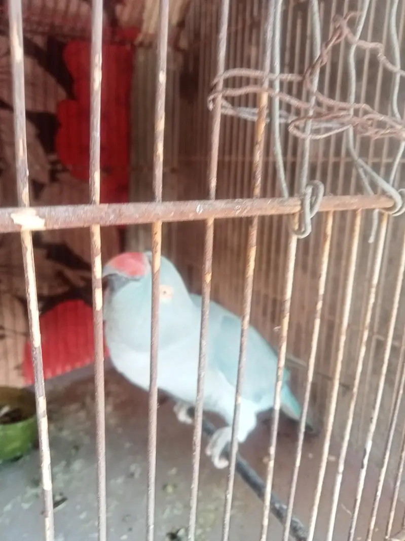 Blue ringcack female sell. full breader hai . king size — photo 3