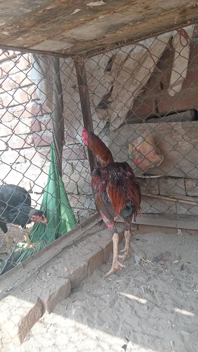 thai barmi 2