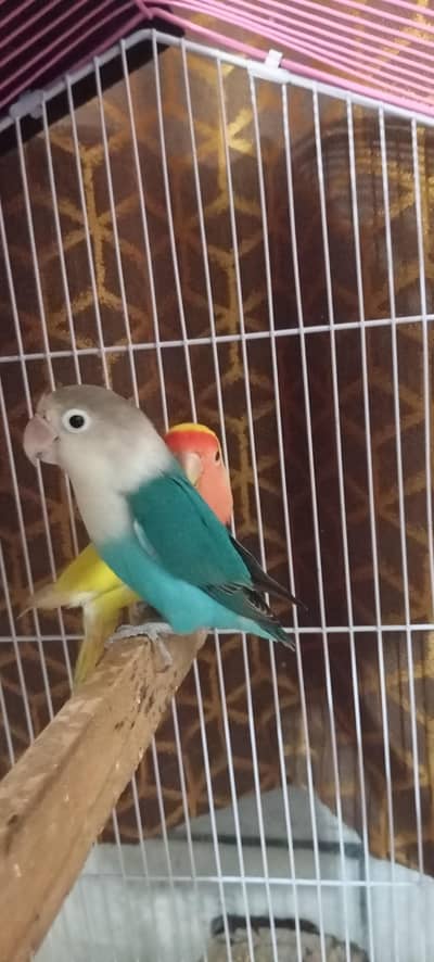 2 love birds female for sale ready for breed. .