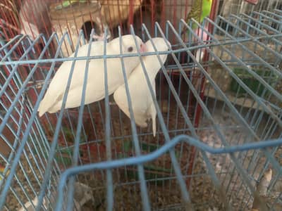 100% lovebird Albino pair