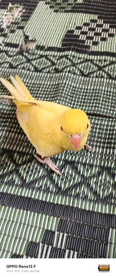 yellow ringneck full selfie age 6 month