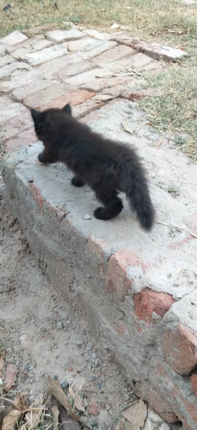 Persian Black Cat