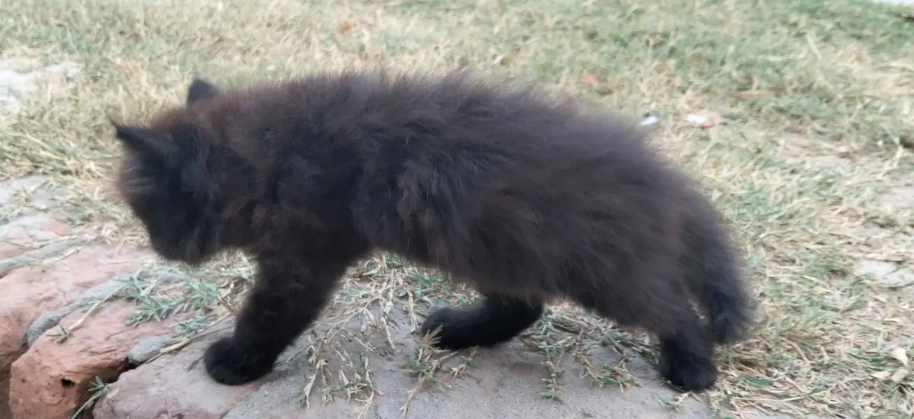 Persian Black Cat — photo 2